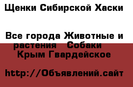 Щенки Сибирской Хаски - Все города Животные и растения » Собаки   . Крым,Гвардейское